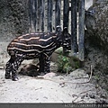 20140618木柵動物園 - 2845.jpg