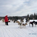 Dog Sledge