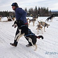 Dog Sledge