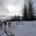 Dog Sledge