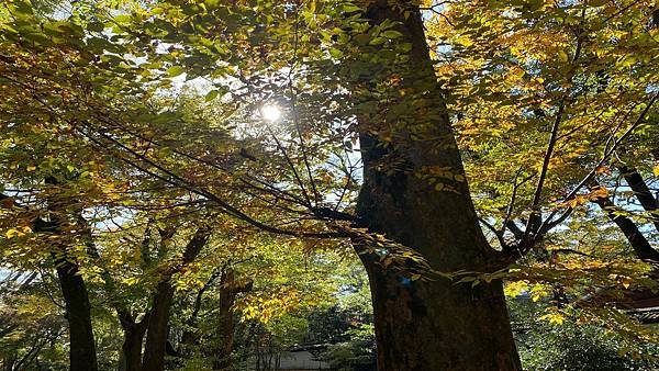 2022日本和歌山熊野伊勢關西賞楓遊記【DAY14. 石清水