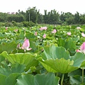 大園蓮花田