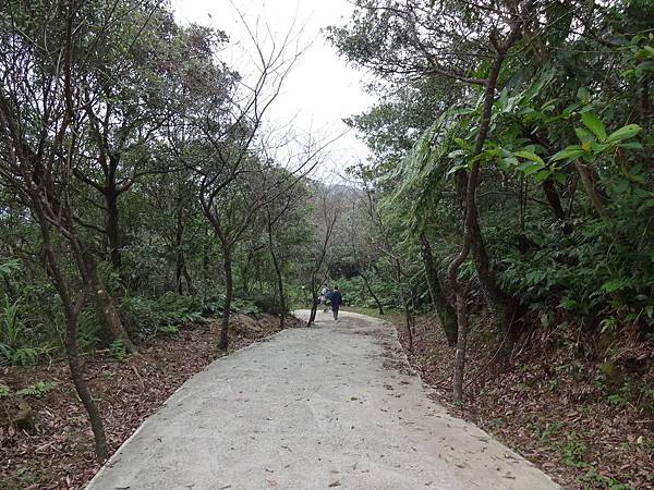 姜子寮入口兩側野山櫻花