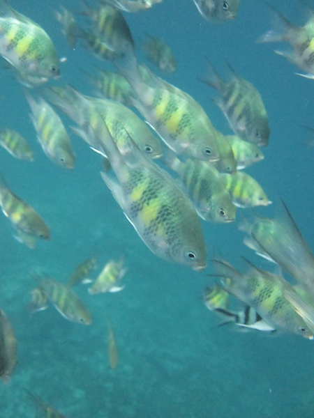 所以一樣是餵餵魚，看看海底的景色~