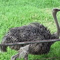 連鴕鳥都有~感覺好像動物園XD