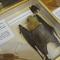 水果蝙蝠標本