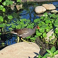 2.紅冠水雞(成鳥)，在低灘草澤中覓食.JPG