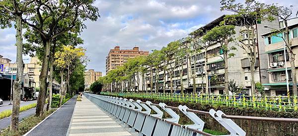 藤寮坑溝溪綠帶廊道水岸生物強勢回歸(新北市中和區連城路中正四