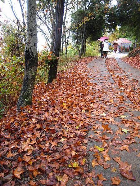 我們踏著滿地紅葉歸去...有fu.JPG