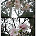 櫻花近拍比一比.jpg