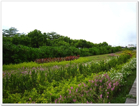 新光碼頭的路邊花海.jpg