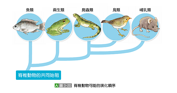 演化論的迷思 米蘭老師的生物日記一個致力於改變教育界的教育觀察家 痞客邦