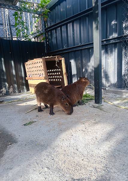 花蓮張家の樹園（和服體驗、近距離與羊駝互動、還有許多可愛動物