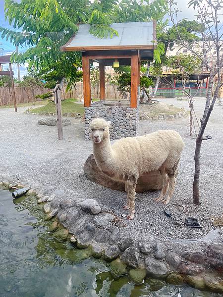 花蓮張家の樹園（和服體驗、近距離與羊駝互動、還有許多可愛動物