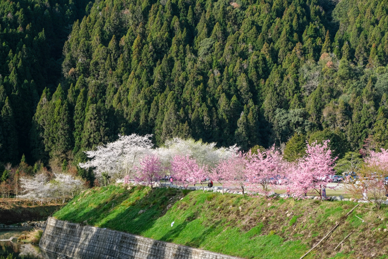 阿里山水漾森林