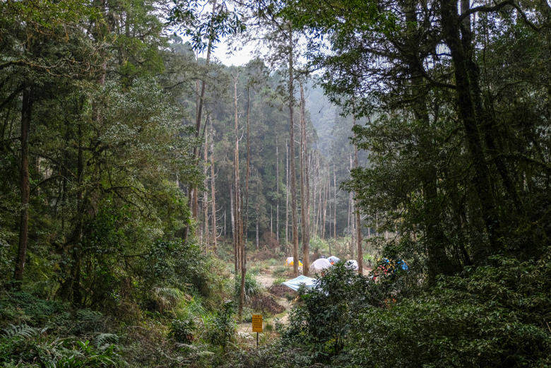 阿里山水漾森林兩天一夜心得