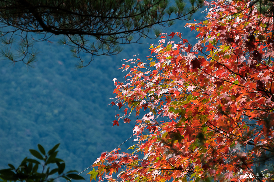 【台中|谷關】訓練腳力的中級山。坡真陡的波津加山。谷關七雄健