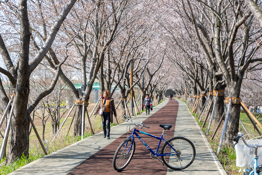 山女孩Melissa_韓國釜山賞櫻_大渚生態公園-10.jpg