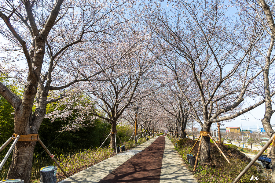 山女孩Melissa_韓國釜山賞櫻_大渚生態公園-14.jpg