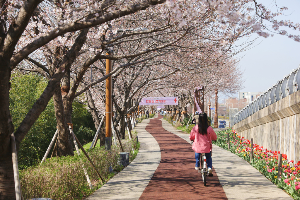 【韓國|釜山】釜山賞櫻景點：大渚生態公園。櫻花隧道及全韓國最