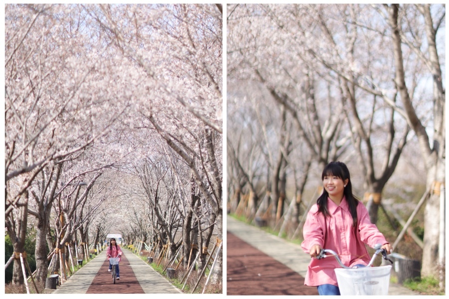 【韓國|釜山】釜山賞櫻景點：大渚生態公園。櫻花隧道及全韓國最