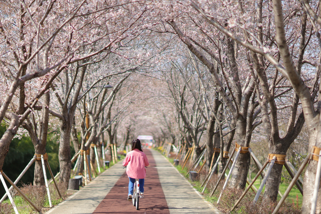 【韓國|釜山】釜山賞櫻景點：大渚生態公園。櫻花隧道及全韓國最