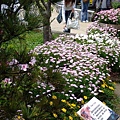 粉色花團錦簇