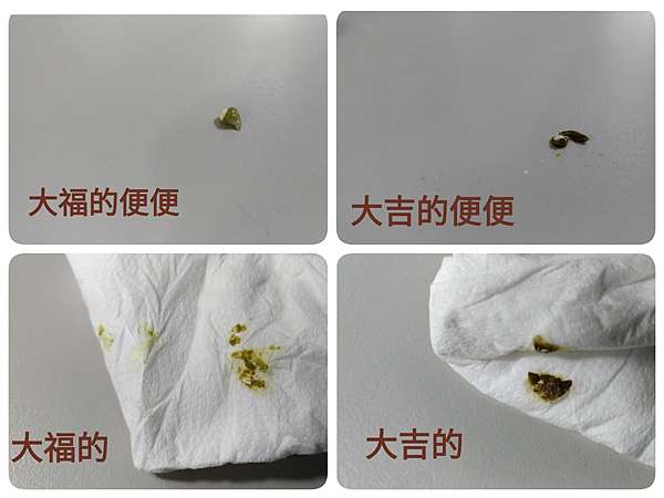 鸚鵡消化不良之照護 福吉ㄎㄧㄤ日常 痞客邦 鸚鵡消化不良之照護 福吉ㄎㄧㄤ日常 痞客邦
