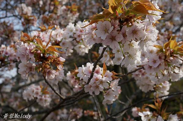 DSC02286_meitu_102.jpg DSC02286_meitu_102.jpg