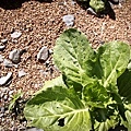 Cabbage01.jpg