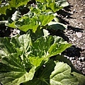 Cabbage02.jpg