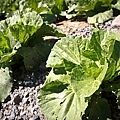 Cabbage03.jpg