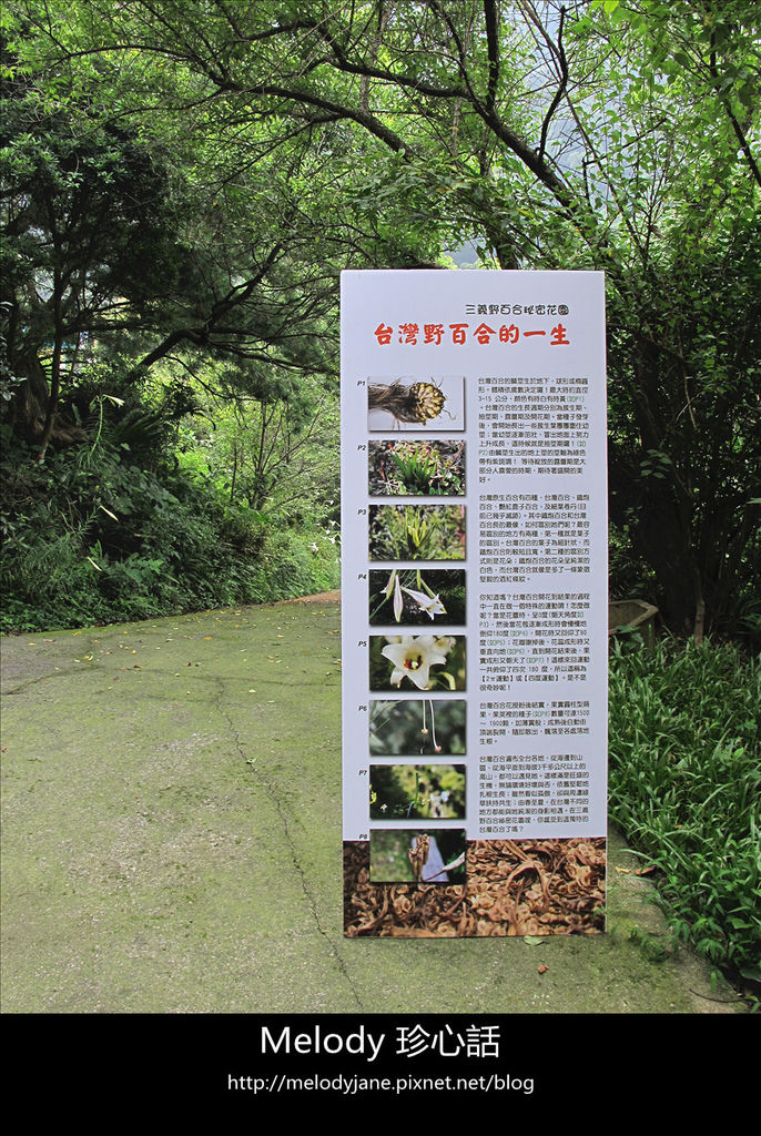 122三義野百合秘密花園 .jpg