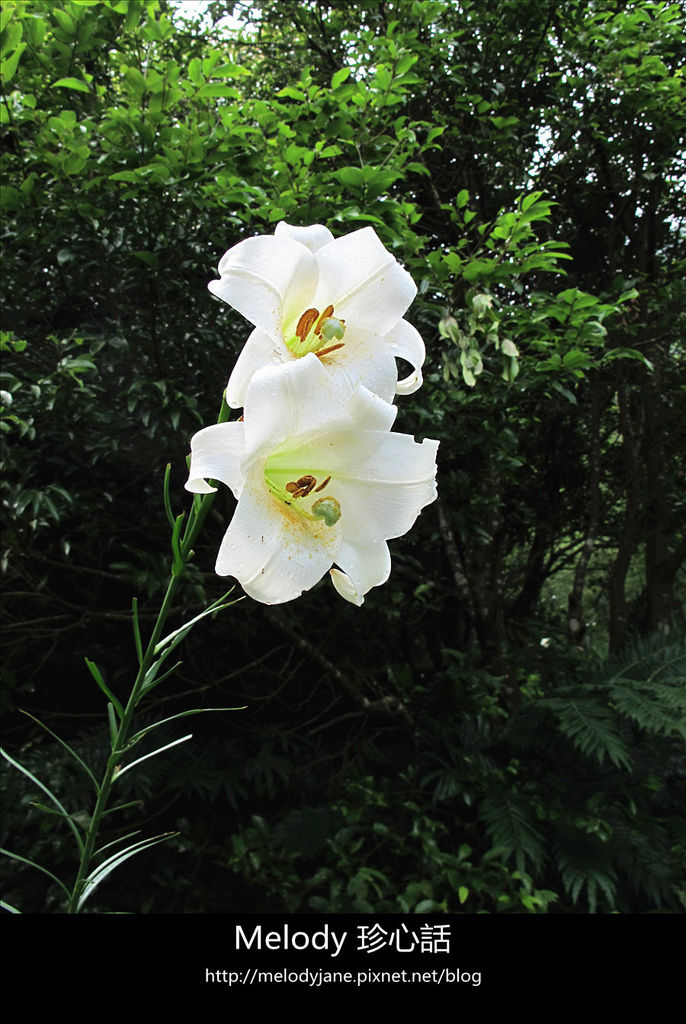 123三義野百合秘密花園 .jpg