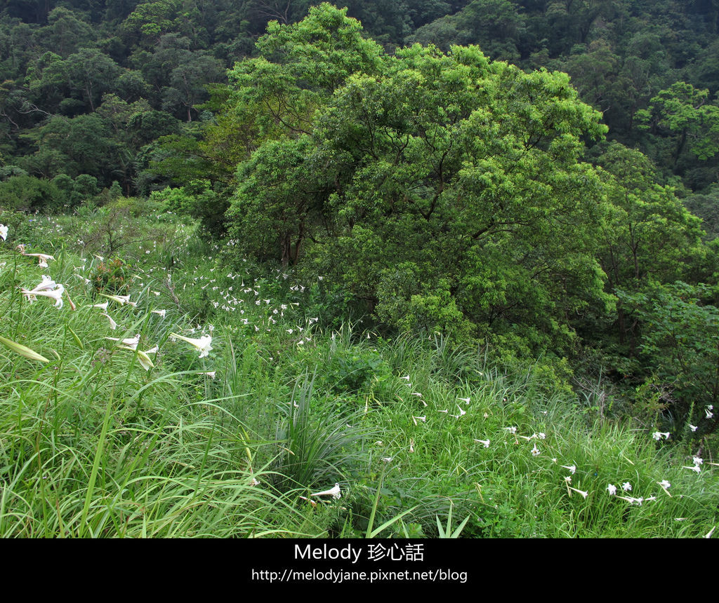 126三義野百合秘密花園 .jpg