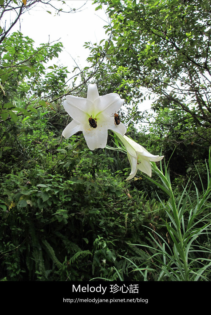 129三義野百合秘密花園 .jpg