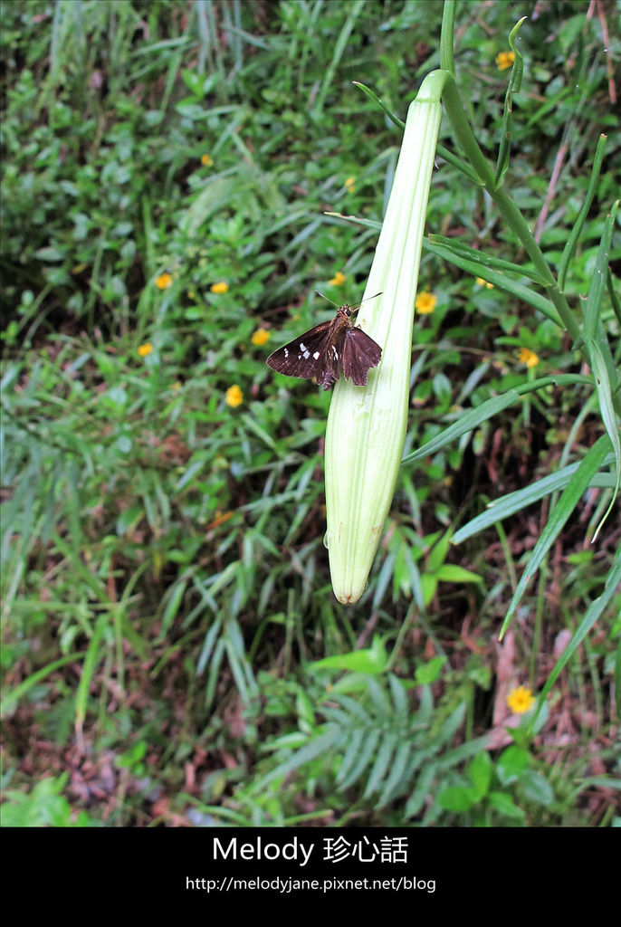 1210三義野百合秘密花園 .jpg