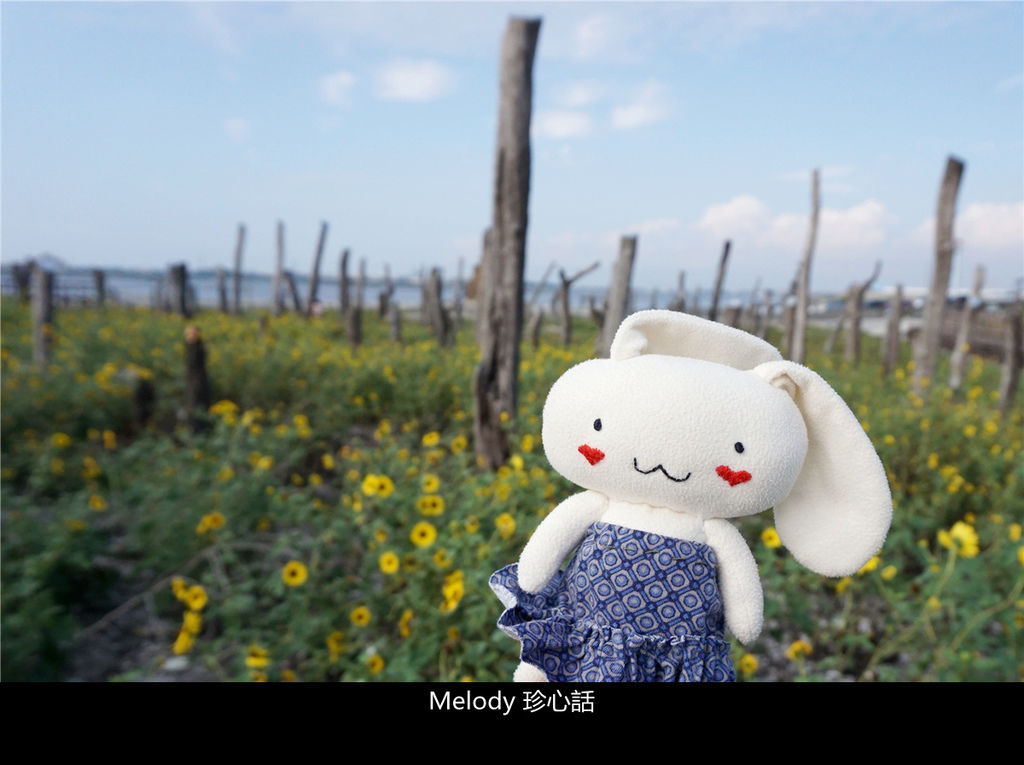 301福寶濕地 紫斑向日葵花海.jpg 301福寶濕地 紫斑向日葵花海.jpg