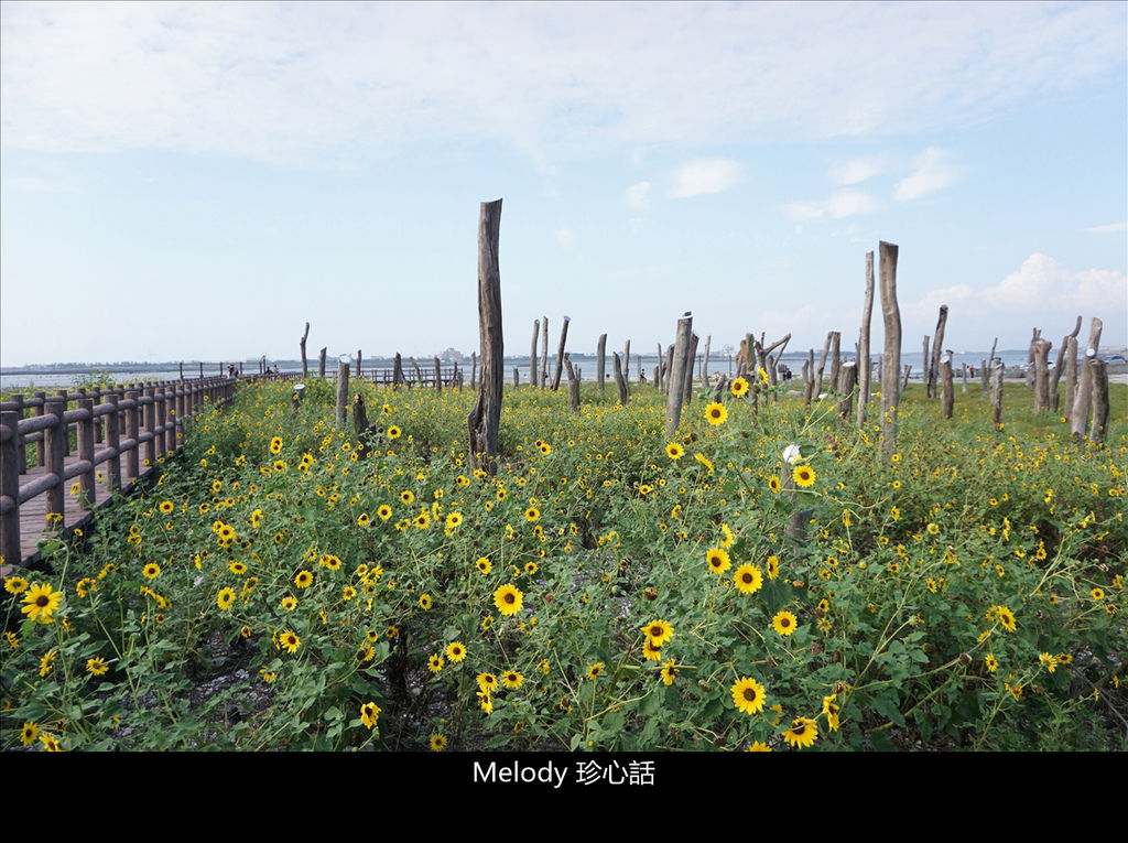 305福寶濕地 紫斑向日葵花海.jpg