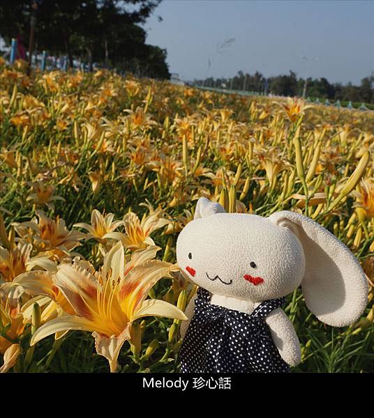 136 臺中港金針花海.jpg