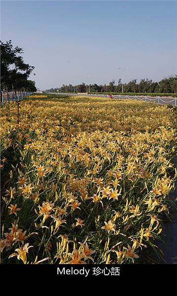 132 臺中港金針花海.jpg