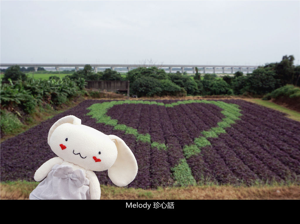 161 彰化景點 田在芯頭.jpg 161 彰化景點 田在芯頭.jpg