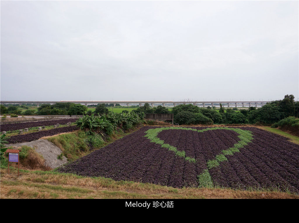 164 紫色地瓜葉愛心彩繪田.jpg