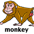 monkey.gif