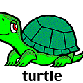 turtle.gif