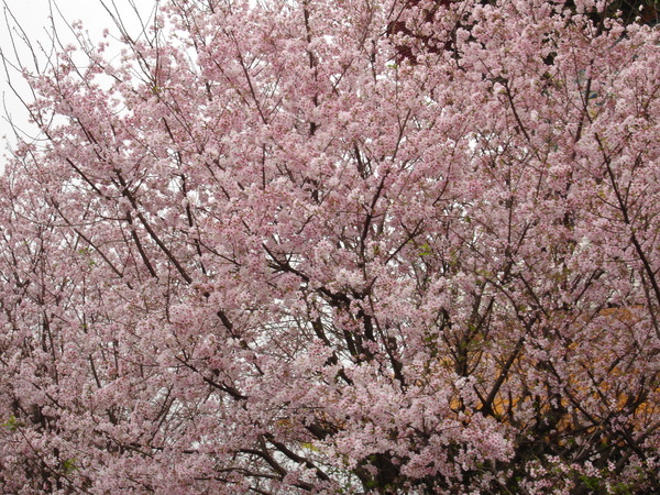 滿山櫻花