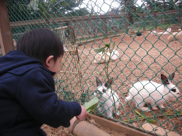 餵小白兔