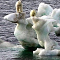 NYTimes's Polar Bear in focus