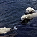 Polar Bears_3