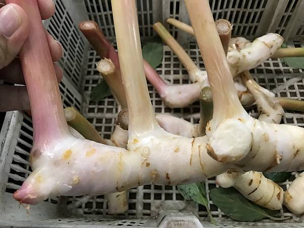 大南薑.JPG 大南薑.JPG